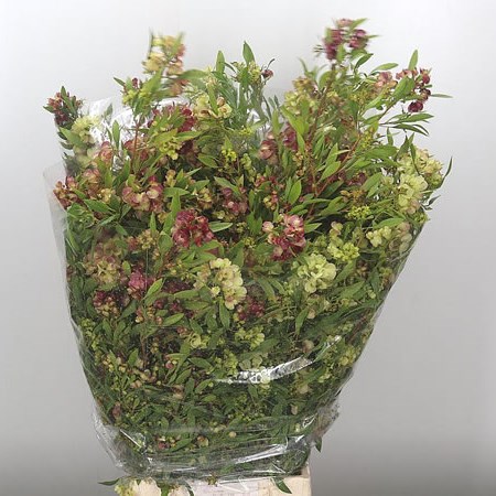 Dodonaea Viscosa