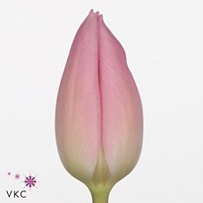 Tulips Aafke 40cm | Wholesale Dutch Flowers & Florist Supplies UK
