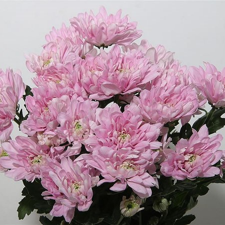 Chrysant Double Pink