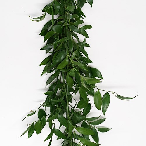 Double Soft Ruscus Garlands