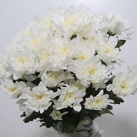 Chrysant Double White