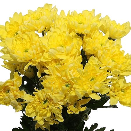 Chrysant Double Yellow