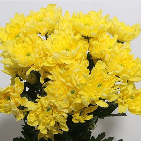 Chrysant Double Yellow