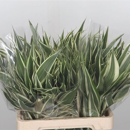 Dracaena Sanderiana Variegated