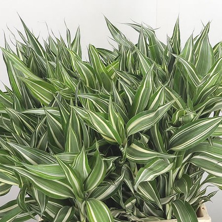 Dracaena Sanderiana Victory