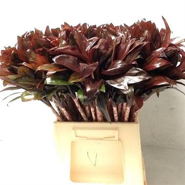 Cordyline Compacta Purple
