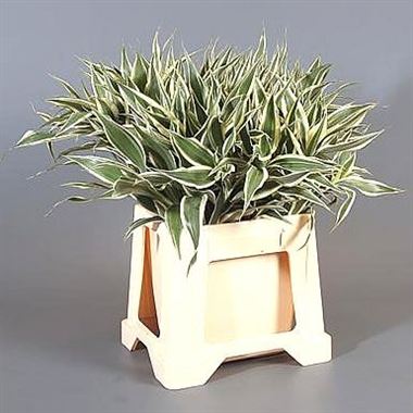Dracaena Sanderiana