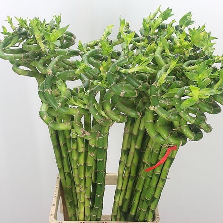 Draceana Lucky Bamboo - Spiral