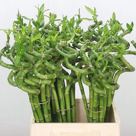 Draceana Lucky Bamboo - Spiral