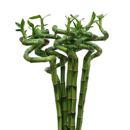Draceana Lucky Bamboo - Spiral