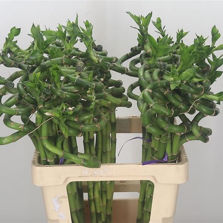 Draceana Lucky Bamboo - Spiral