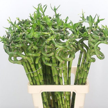 Draceana Lucky Bamboo - Spiral