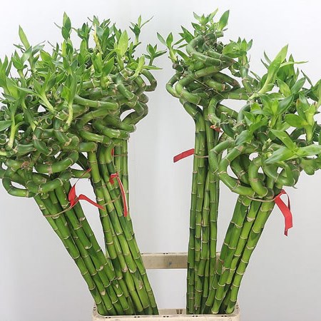 Draceana Lucky Bamboo - Spiral