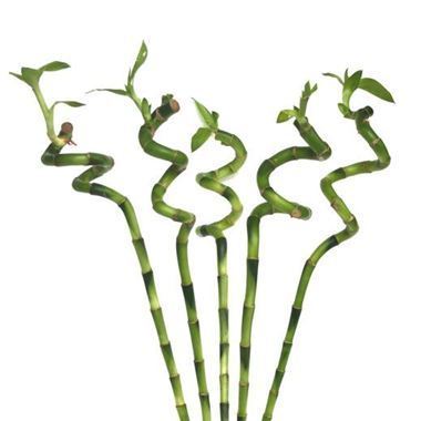 Draceana Lucky Bamboo - Spiral 80cm