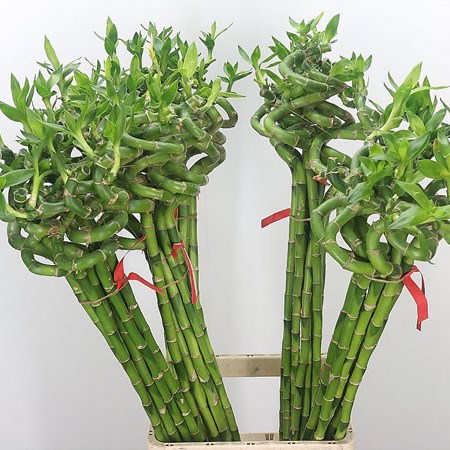 Draceana Lucky Bamboo - Spiral