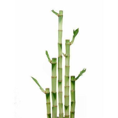Draceana Lucky Bamboo - straight