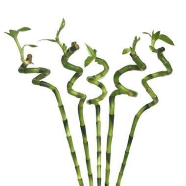 Dracena Lucky Bamboo Spiral