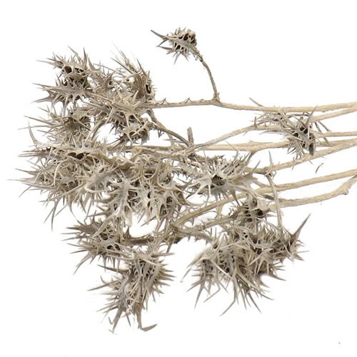 Eryngium Thistles Grey - Dried