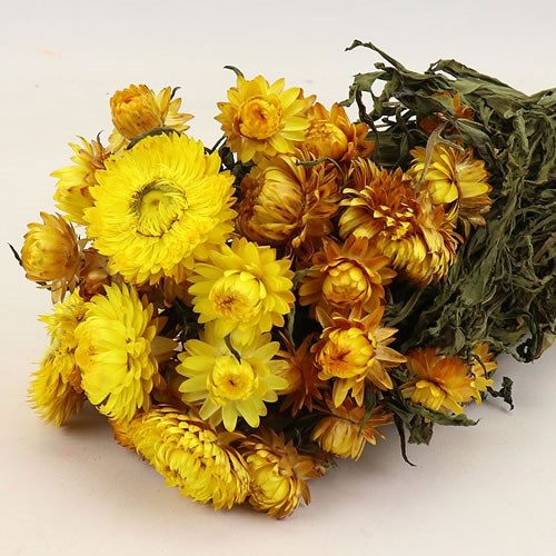 Helichrysum Yellow Dried 50cm Wholesale Dried Flowers UK