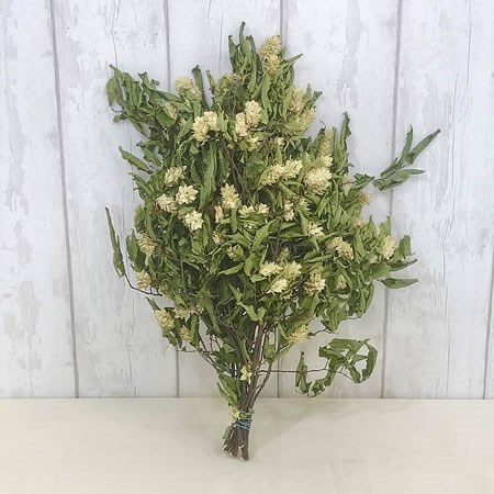 Dried Hops