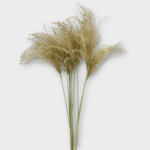 Dried Miscanthus Natural (10 stems) 