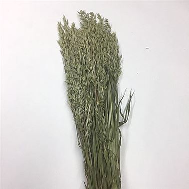 Dried - Oats