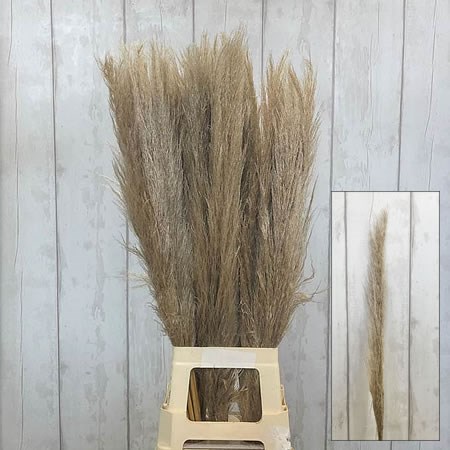 Cortaderia Pampas Grass (Dried)