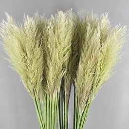 Pampas Grass (Dried)