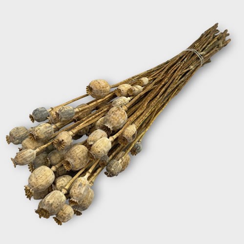 Poppy Heads On Stems (Dried)