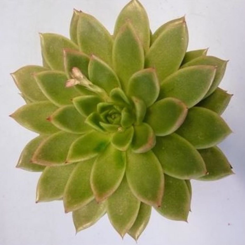 ECHEVERIA AGAVOIDES 10cm