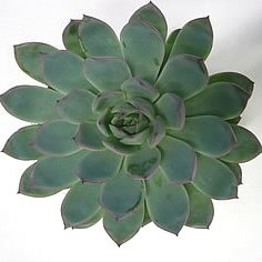 ECHEVERIA APUS 9cm