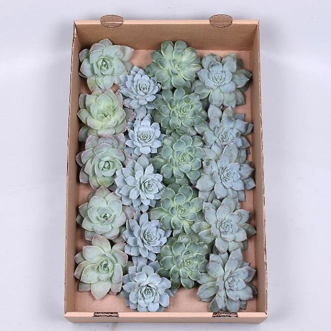 ECHEVERIA AQUA MIX 9cm