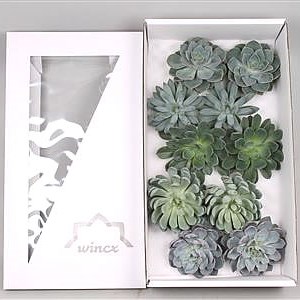 ECHEVERIA AQUA MIX WINCX BOX 12CM