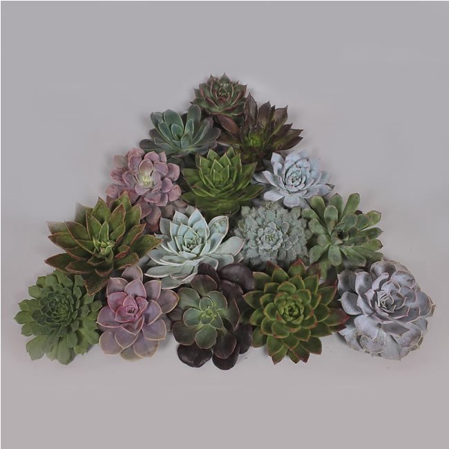 ECHEVERIA MIXED 21cm (varieties may vary)