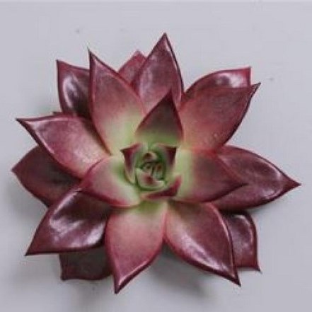 ECHEVERIA ATLAS 9CM