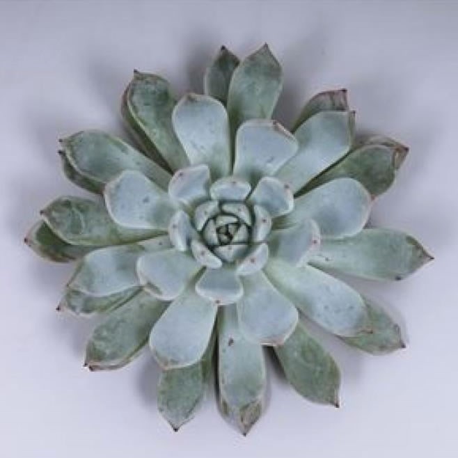 ECHEVERIA BAENA 12CM