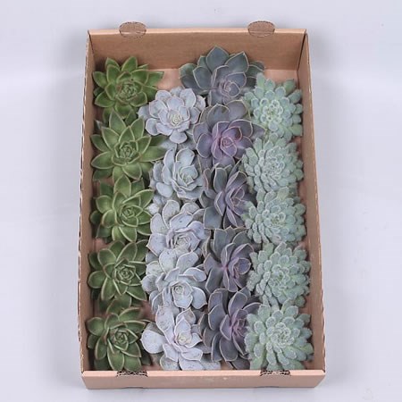 ECHEVERIA BASIC MIX 10cm