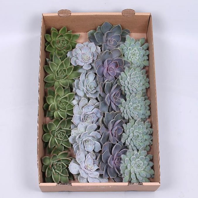 ECHEVERIA BASIC MIX 9cm