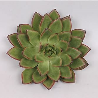ECHEVERIA BELGA 10CM