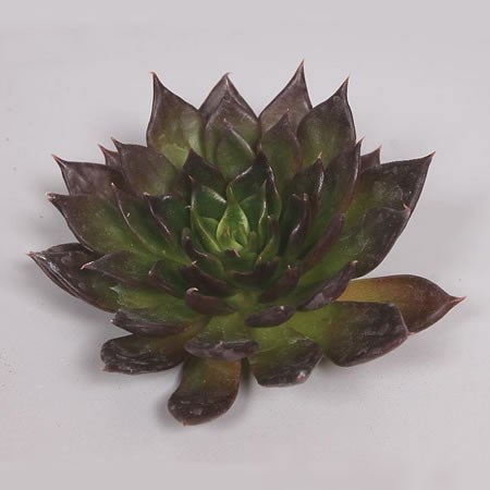 ECHEVERIA BLACK PRINCE 15cm