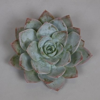 ECHEVERIA BLUE LOTUS 9CM