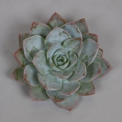 ECHEVERIA BLUE LOTUS 9CM