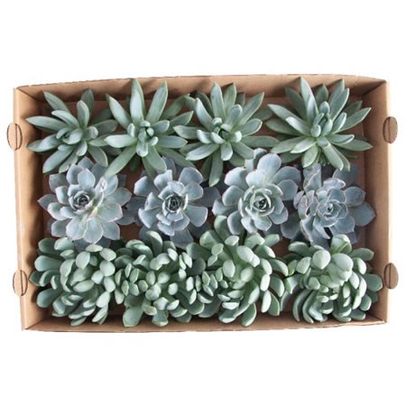 ECHEVERIA BLUE MIX 9CM