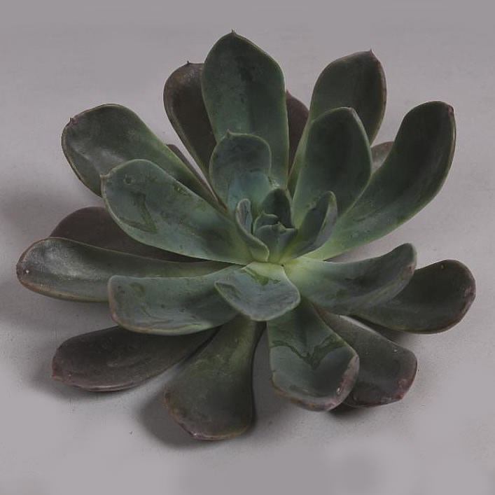 ECHEVERIA BLUE PRINCE 10cm