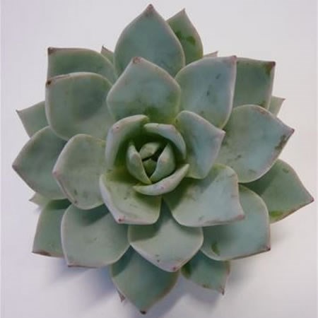 ECHEVERIA BLUE STAR 5CM