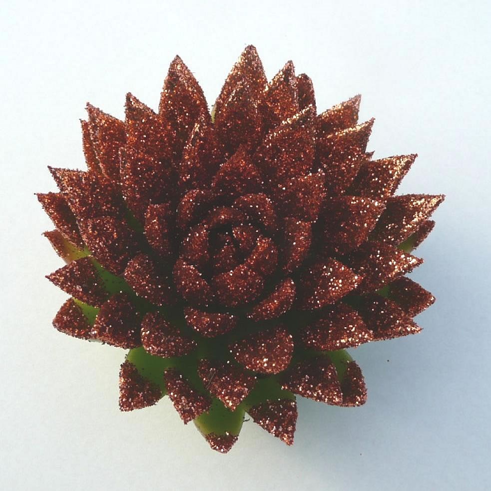 ECHEVERIA BRONZE GLITTER 12cm