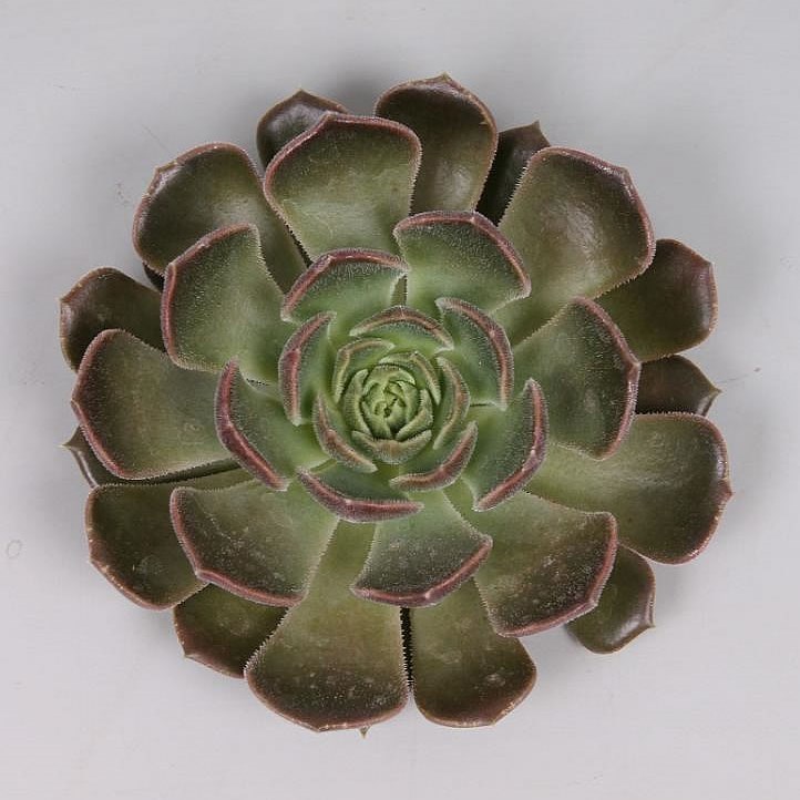 ECHEVERIA BRONZE ROSE 5CM