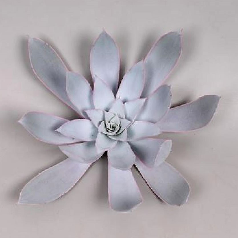 ECHEVERIA CANTE 17cm