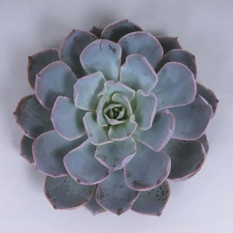 ECHEVERIA COLORATA 15CM