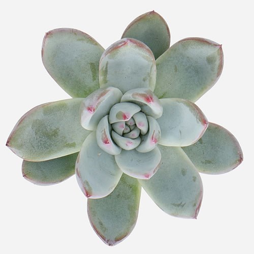 ECHEVERIA COLORATA ICE 10CM